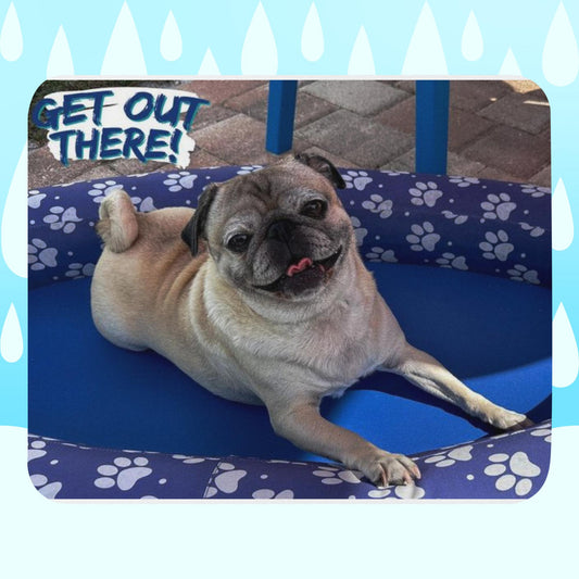 Tudi the Adventure Pug Get Out There! Mouse pad